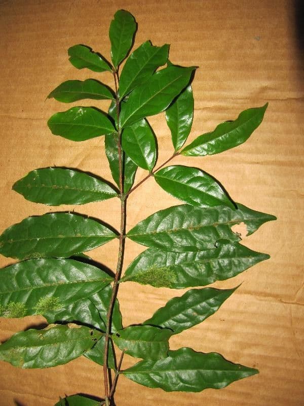 Eugenia patrisii 4