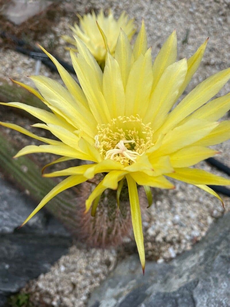 Goldene Osterlilienkaktus