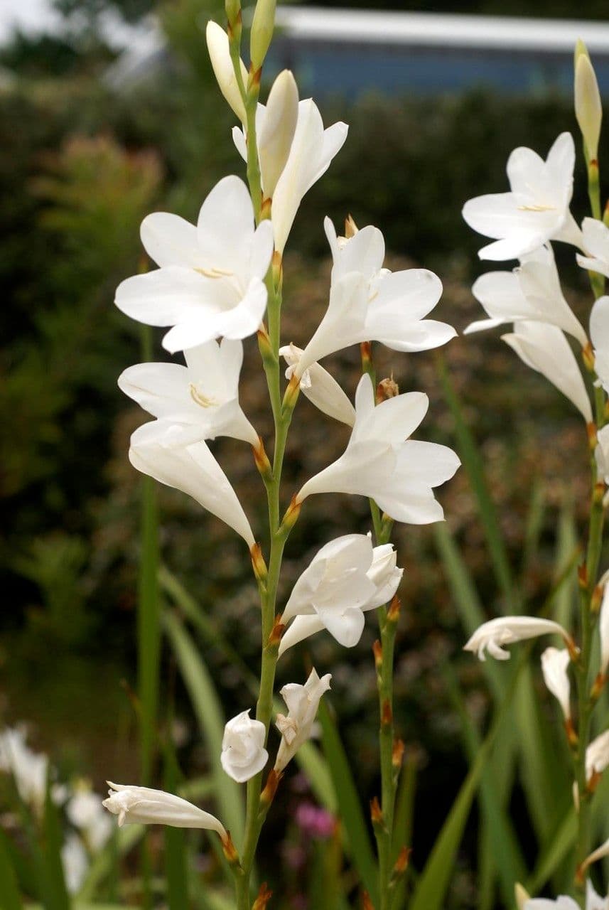Watsonia 2