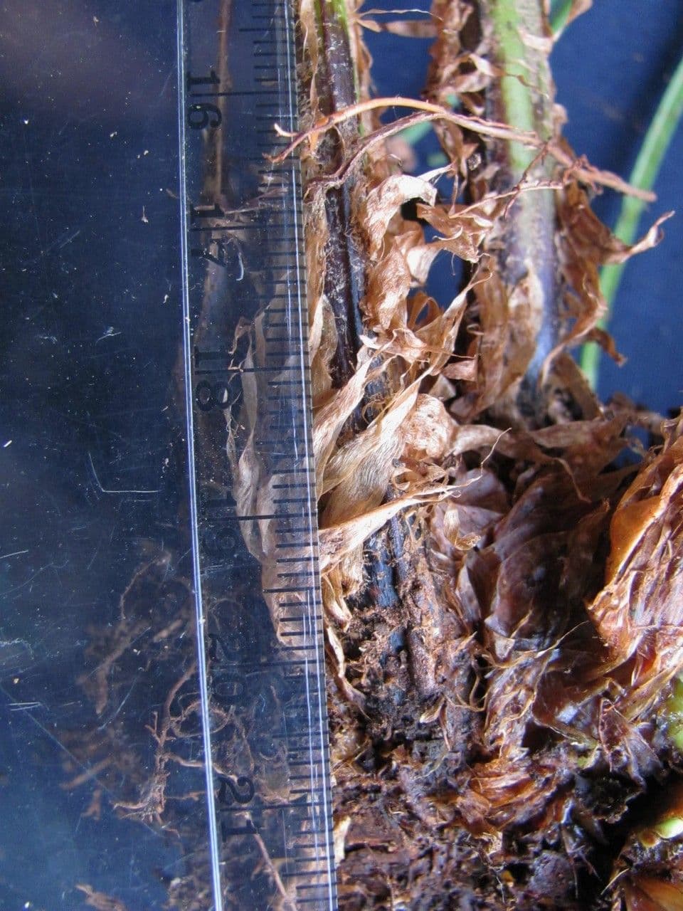 Blechnum 9