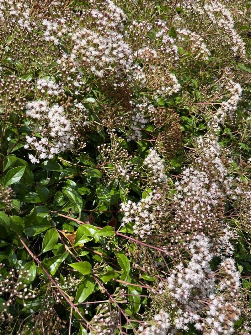 Ageratina 5