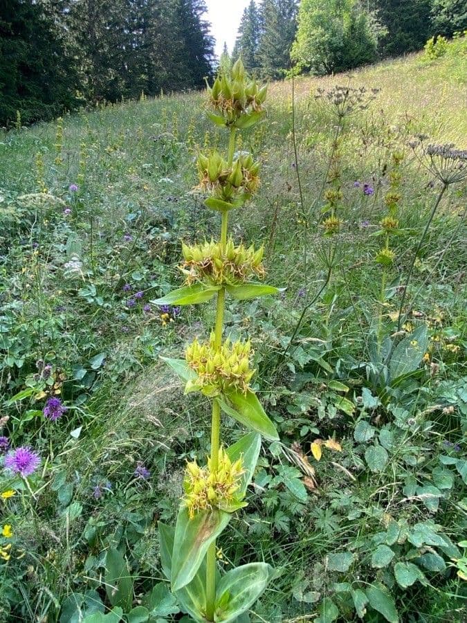 Genziana maggiore 2