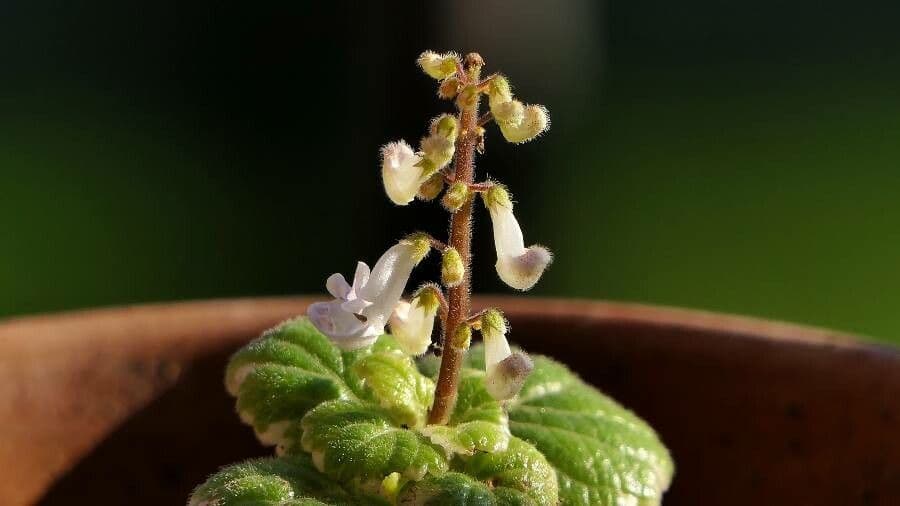 Coleus 4