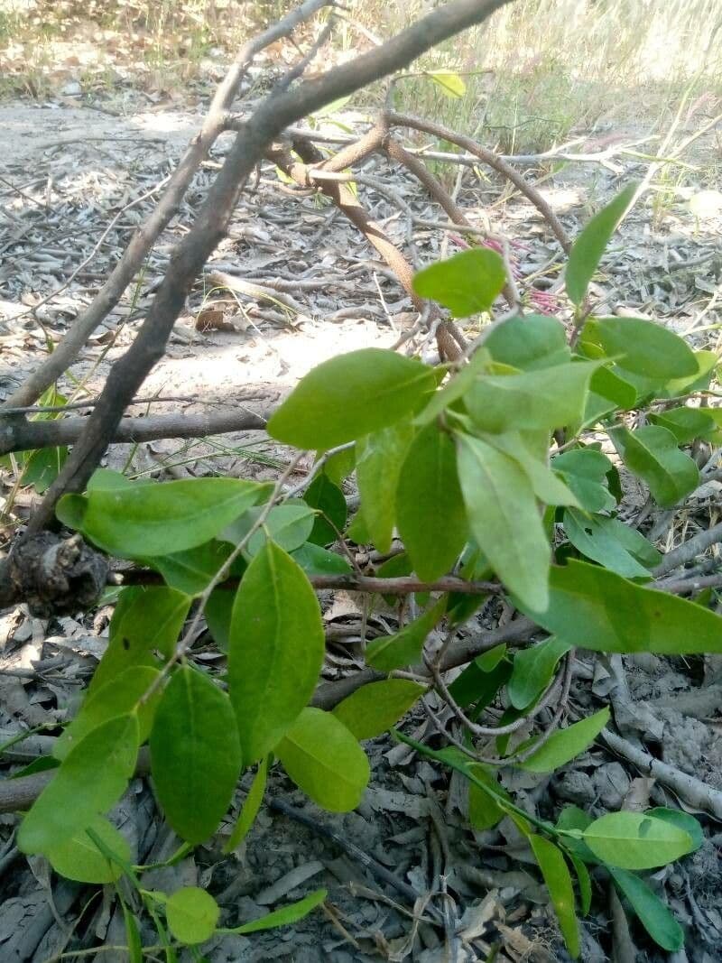 Tapinanthus 10