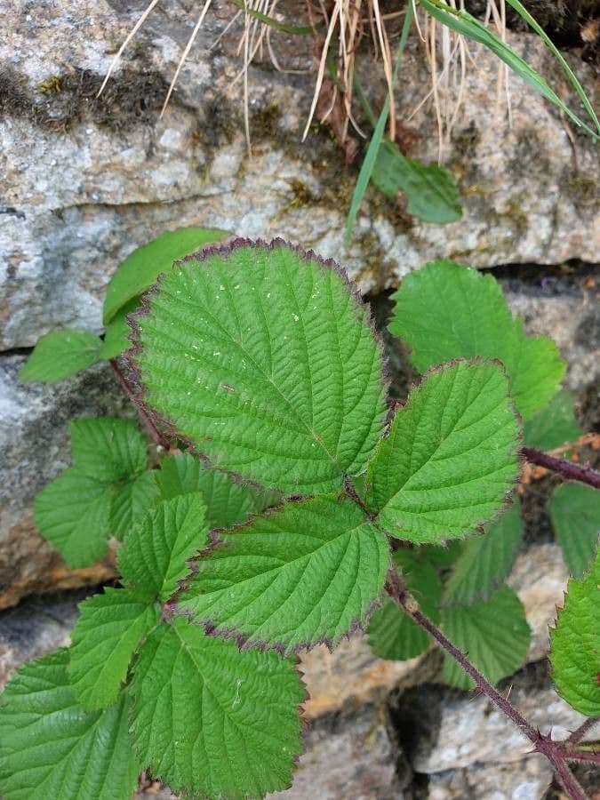 Rovo grato 18