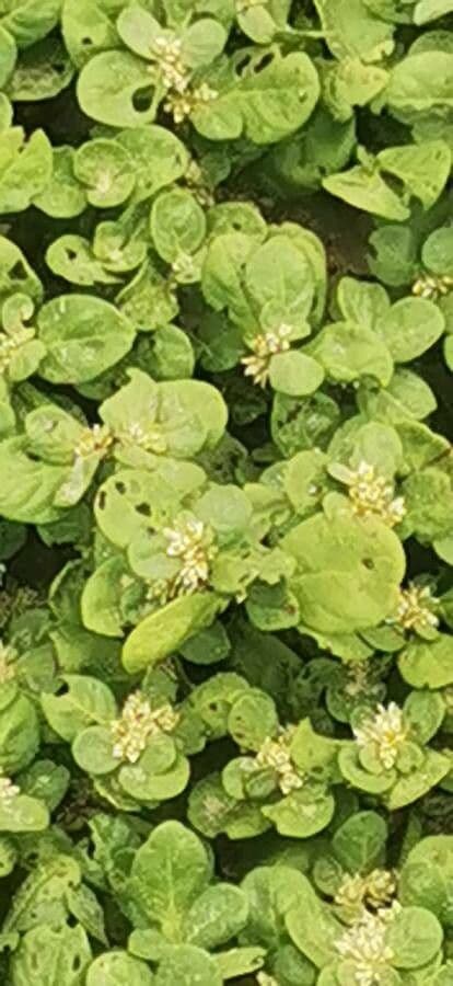 Alternanthera 3