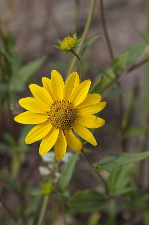 Heliomeris