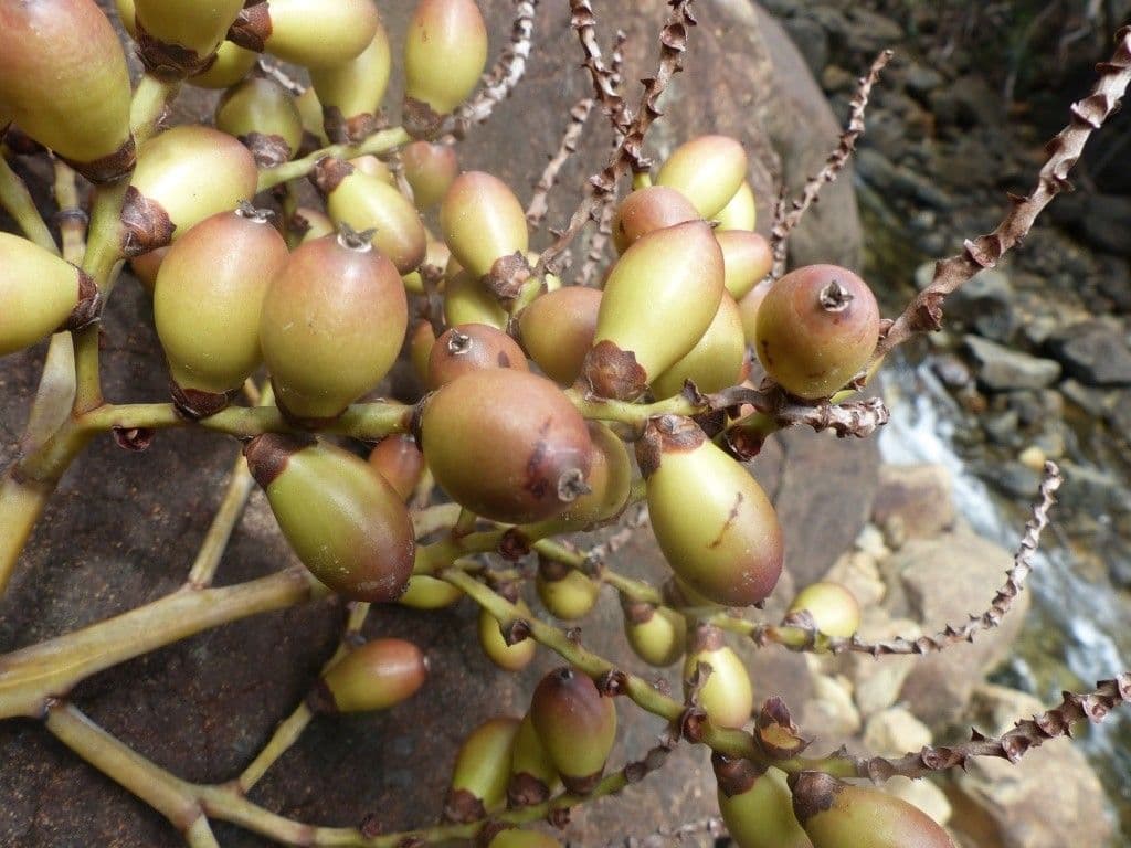 Actinokentia 4