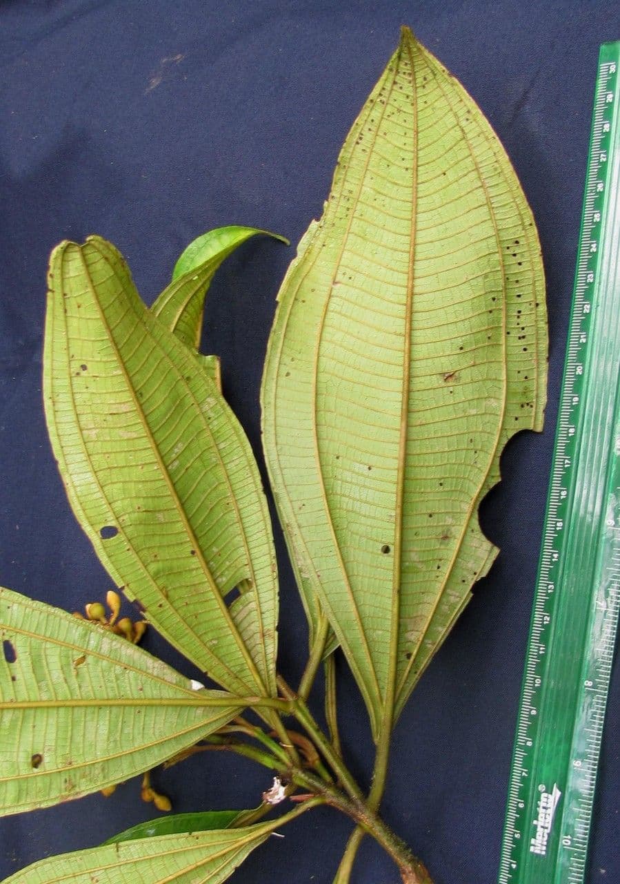 Conostegia luquillo 21