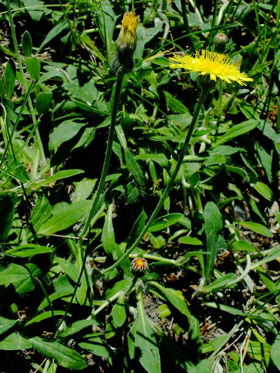 Pelosella 11
