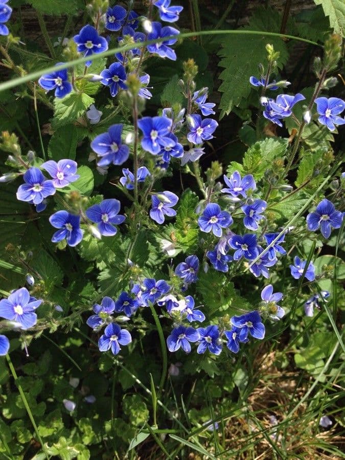 Veronica comune 6