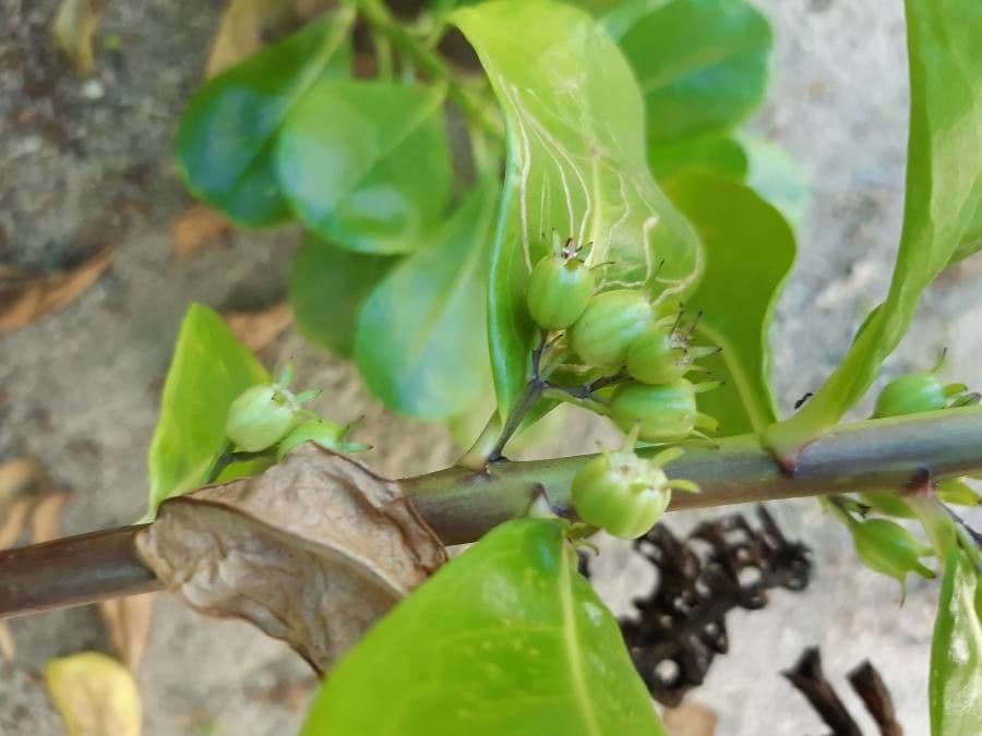 Scaevola taccada 5