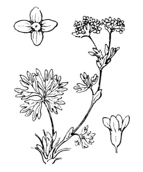 Alchemilla pentafilla 19