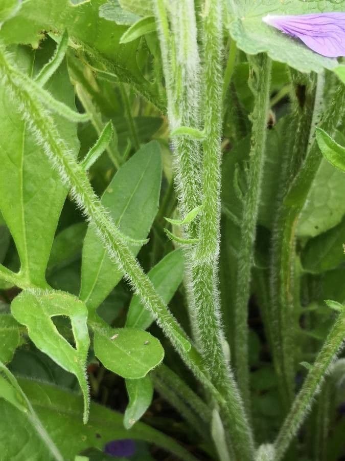 Géranium à larges pétales 19