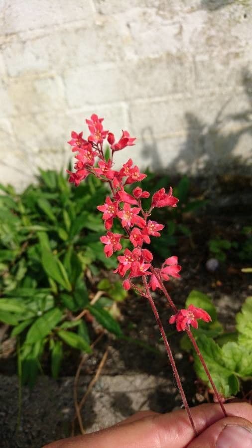 Heuchera 8