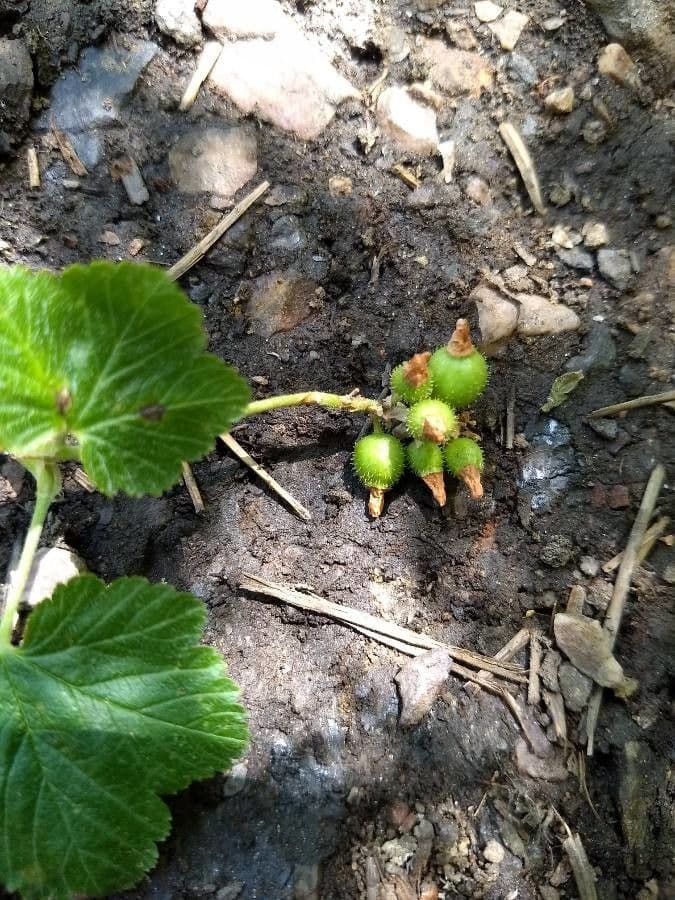 Ribes della California