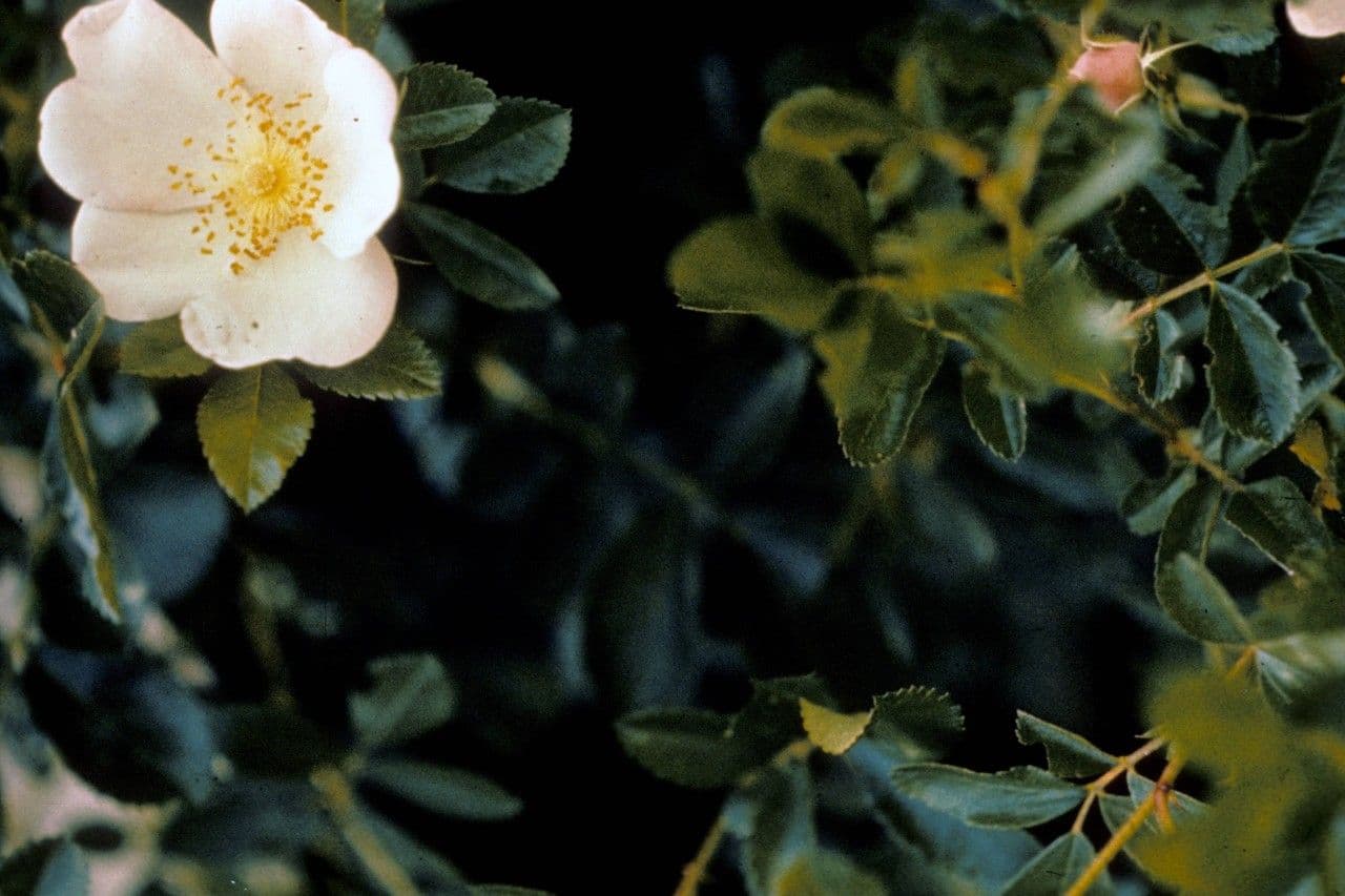 Rosa 15