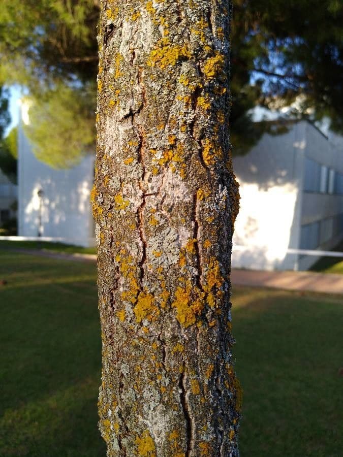Arce truncado 19