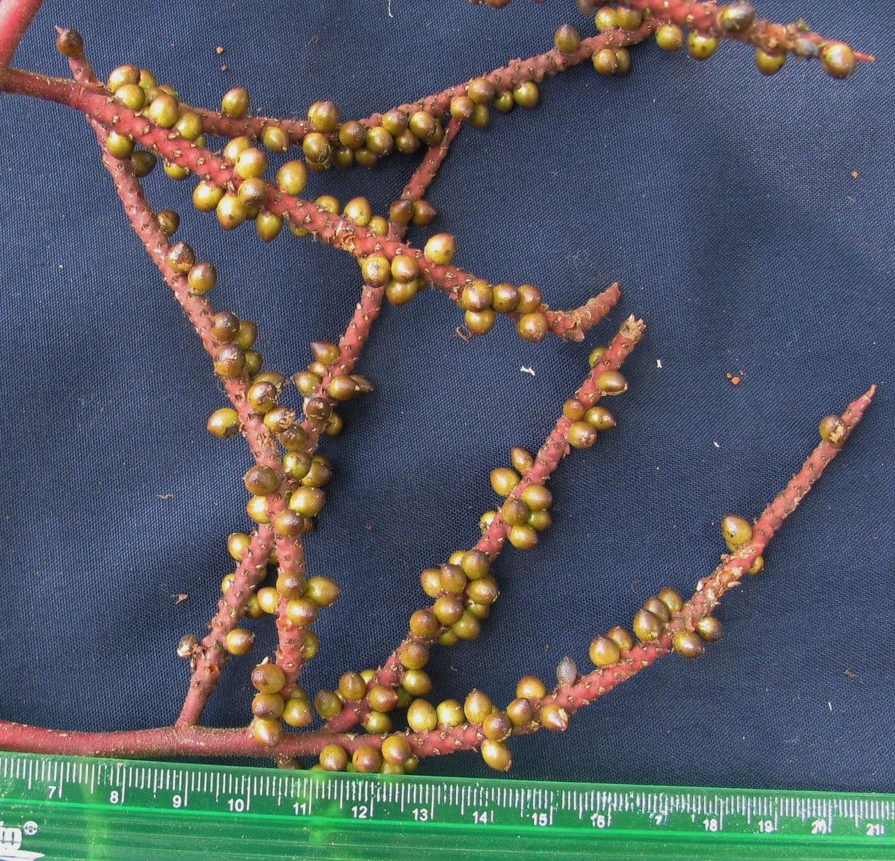 Geonoma interrupta 28
