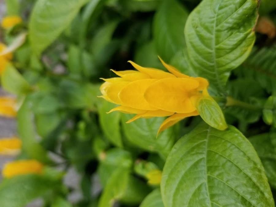 Pachystachys 2