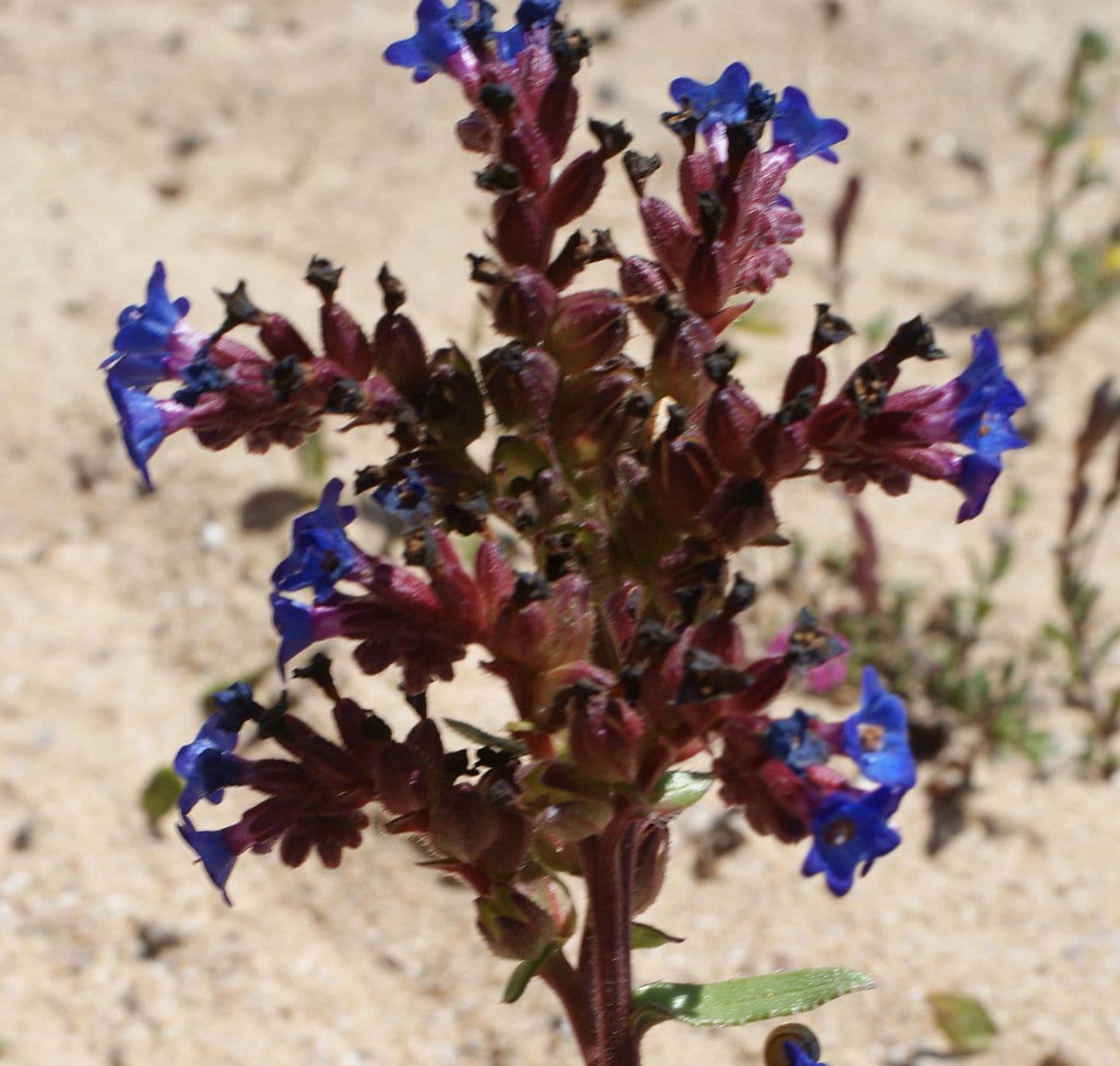 Anchusa 8