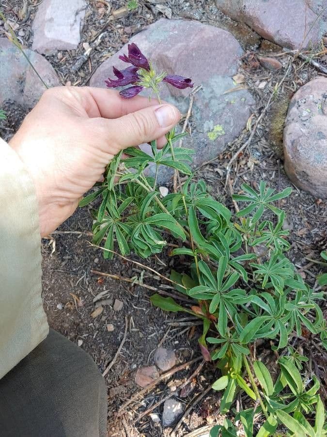 Penstemon 11