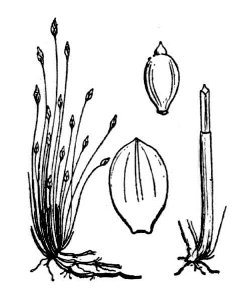 Giunchina aghiforme 17
