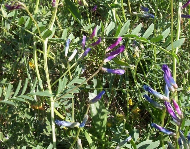 Vesce à une fleur 15