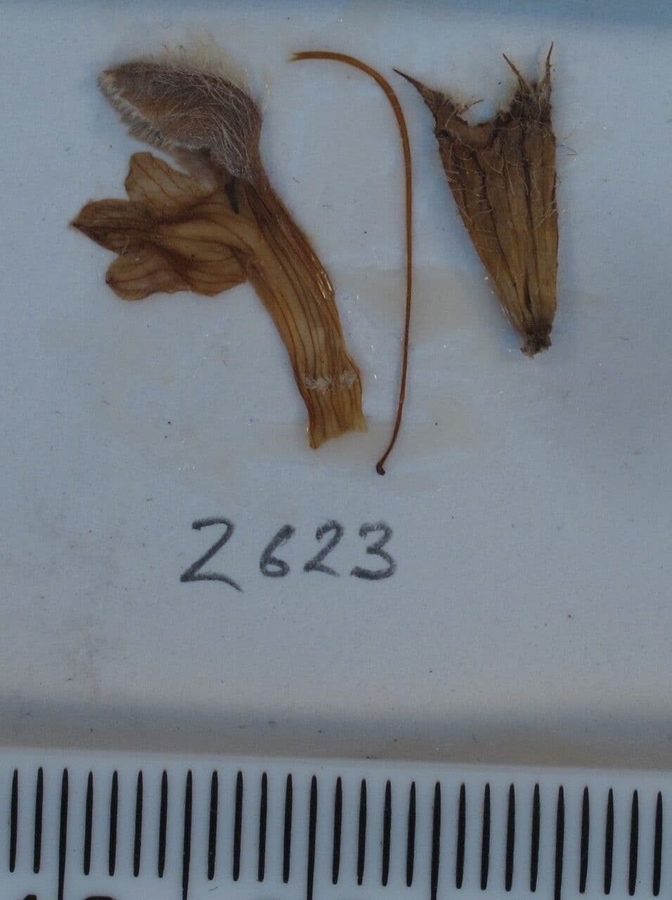 Phlomoides bracteosa 11