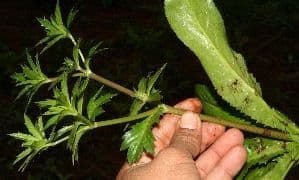 Eryngium foetidum 13
