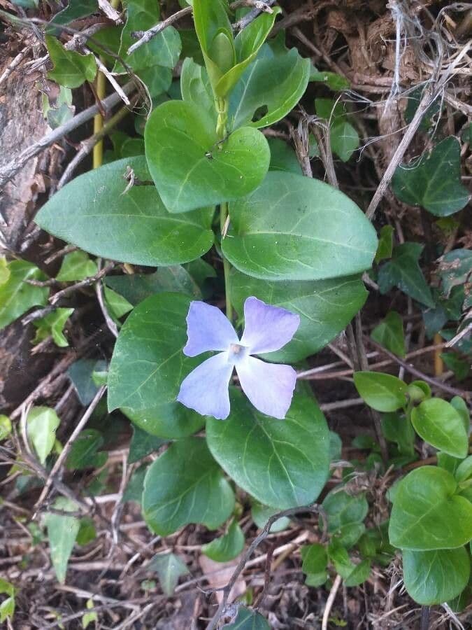 Pervinca maggiore 14