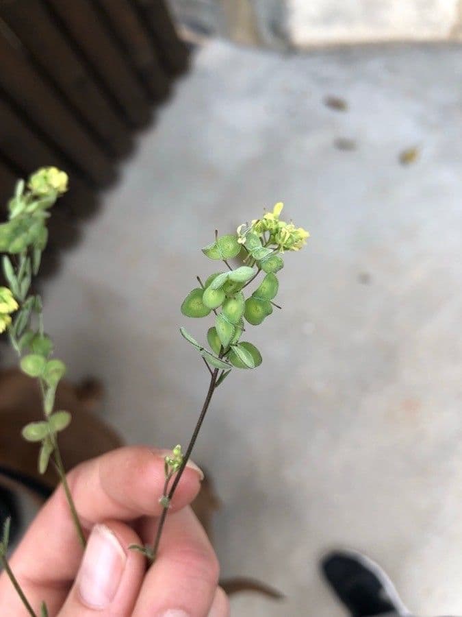Biscutella 10