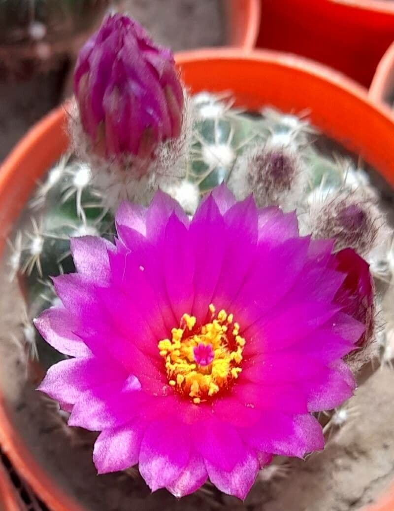 Parodia 3