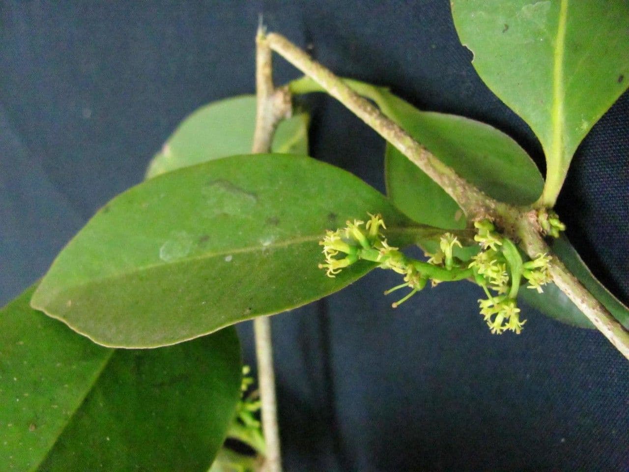 Struthanthus