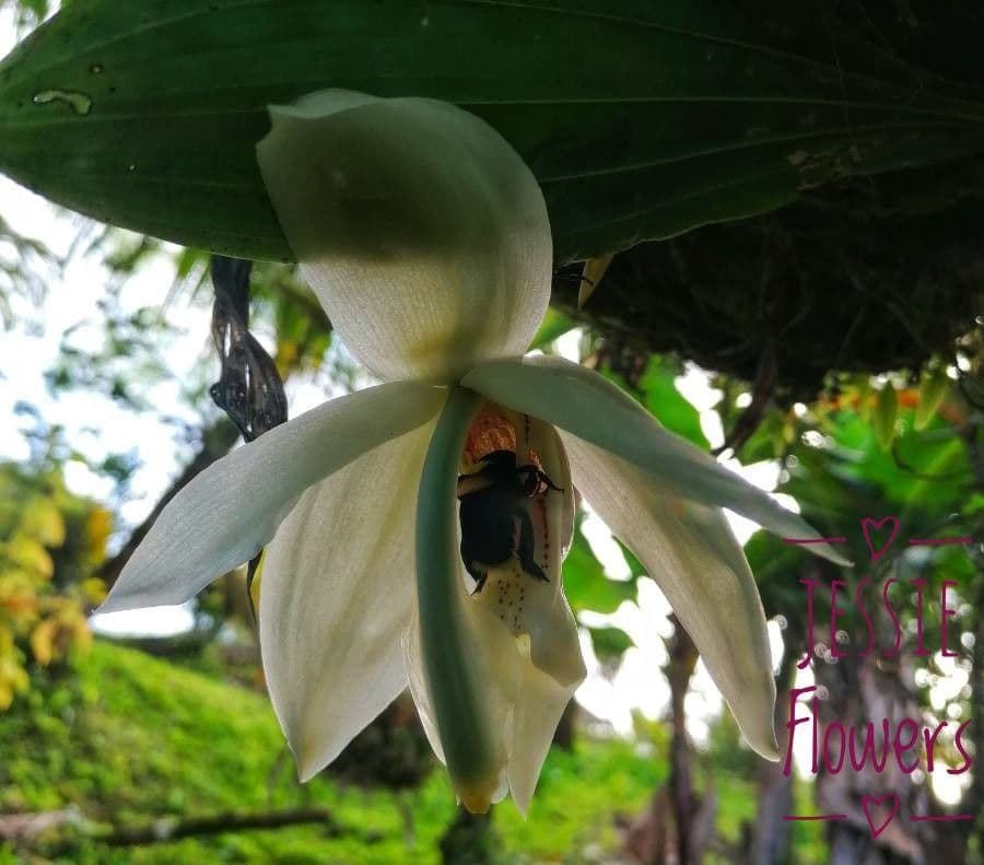 Stanhopea 5