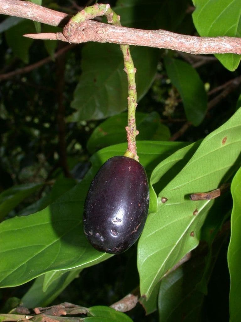 Minquartia guianensis