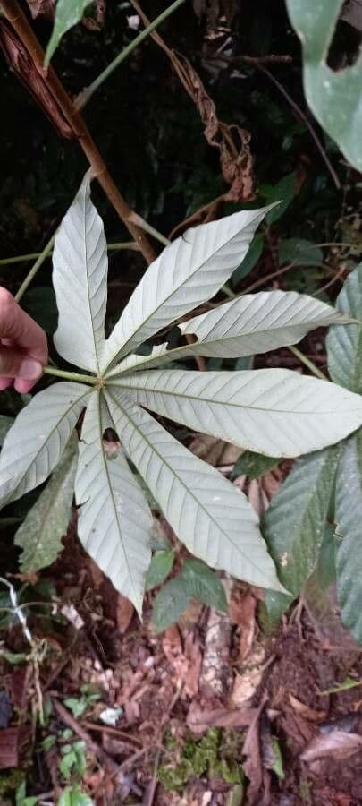 Pourouma bicolor 13