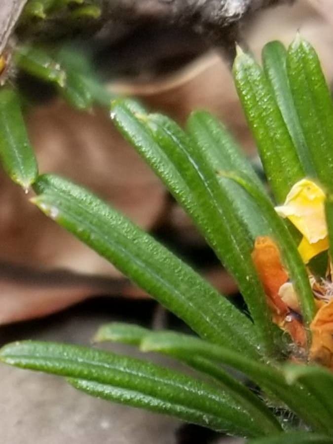 Pultenaea 3