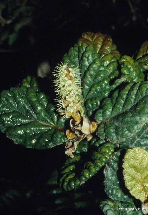 Cunonia 4