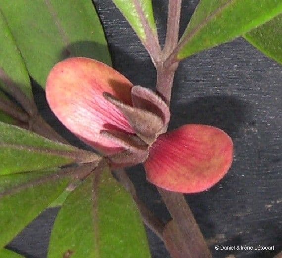 Cunonia 3