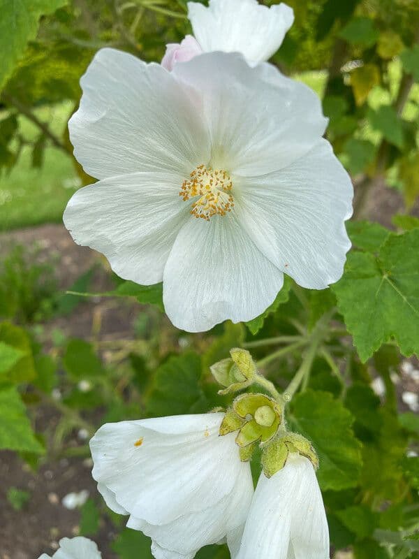 Corynabutilon