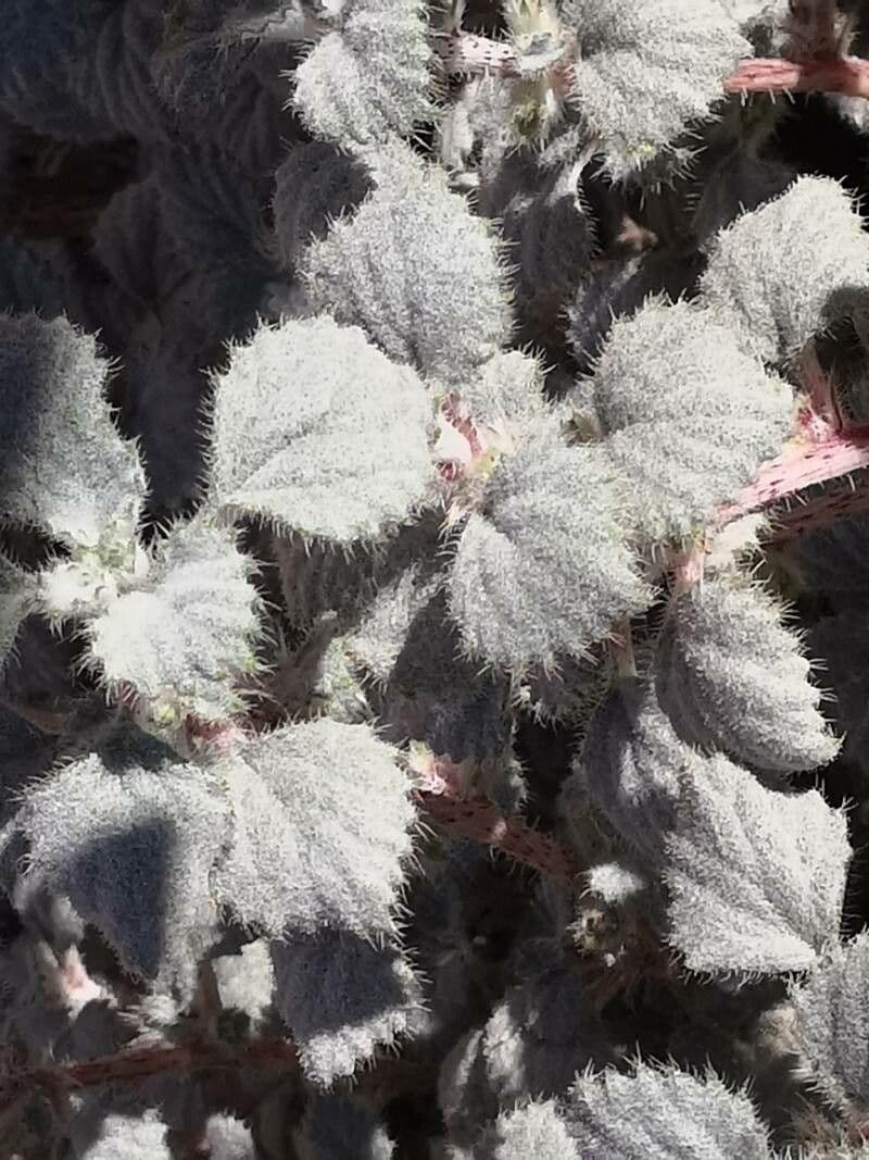 Forsskaolea 14