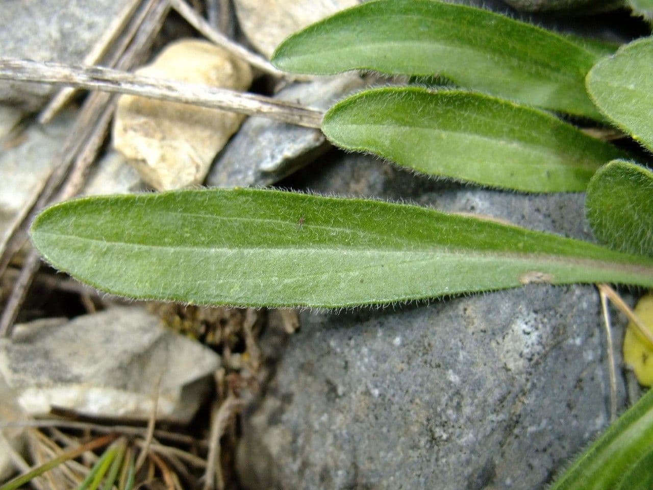 Erigeron alpino 17