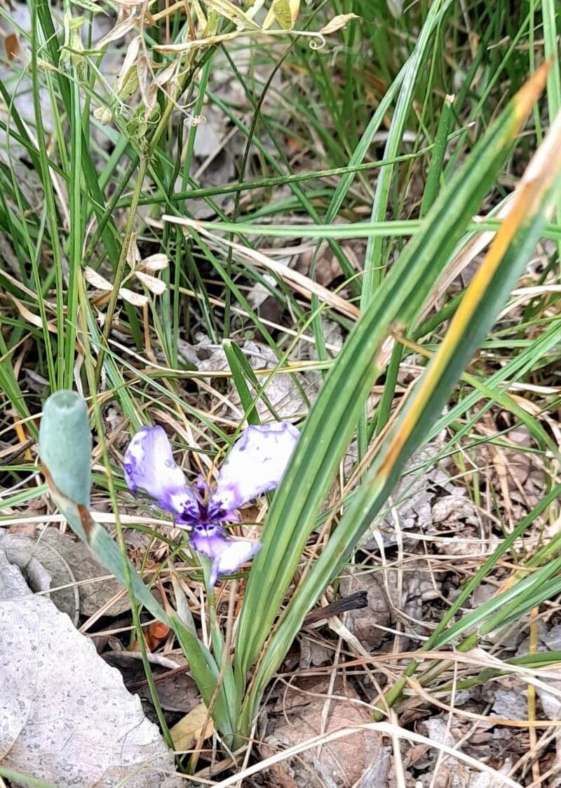 Herbertia lahue 6