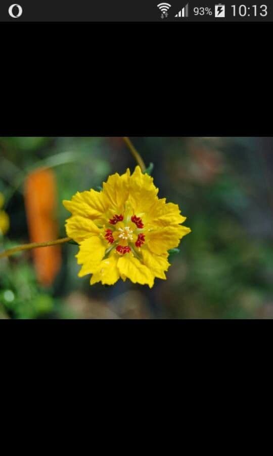 Scyphanthus