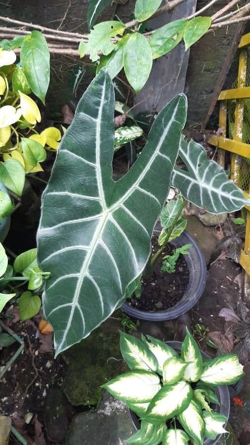 Alocasia 10