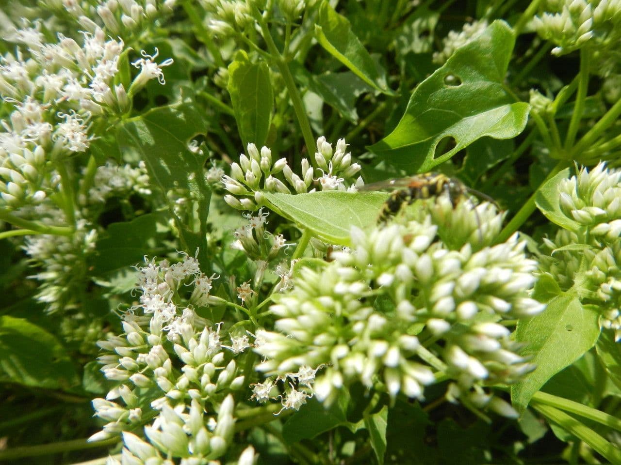 Mikania scandens 11