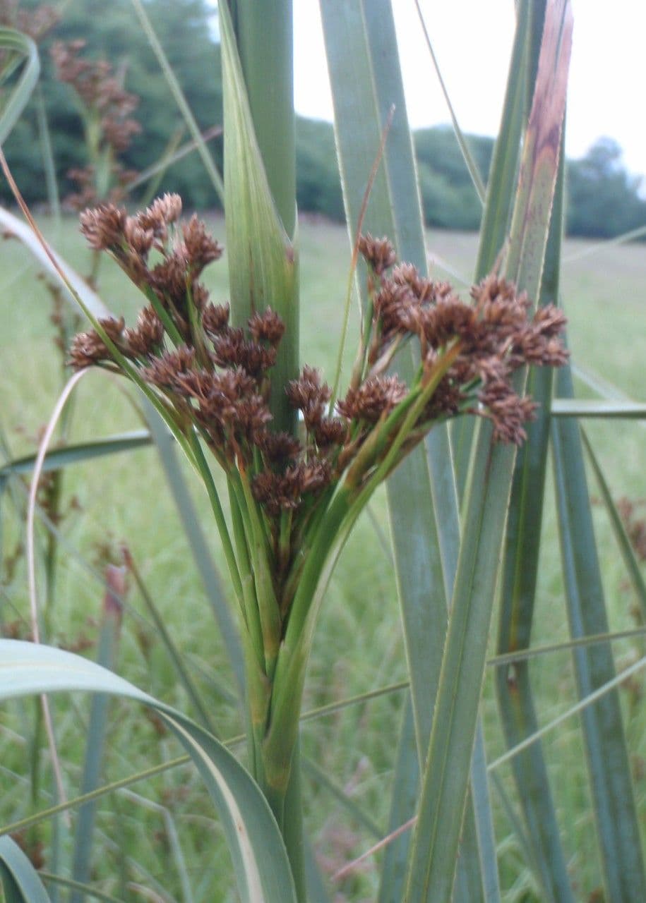 Falasco