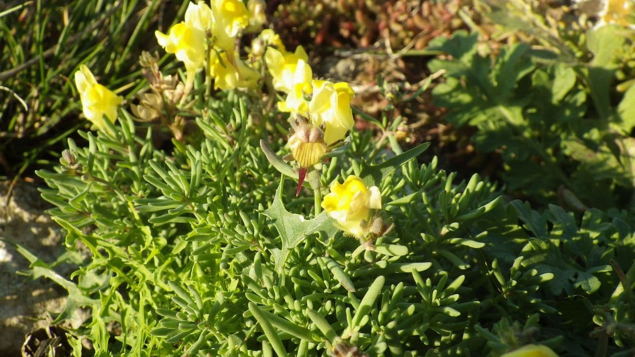 Linaria supina 13