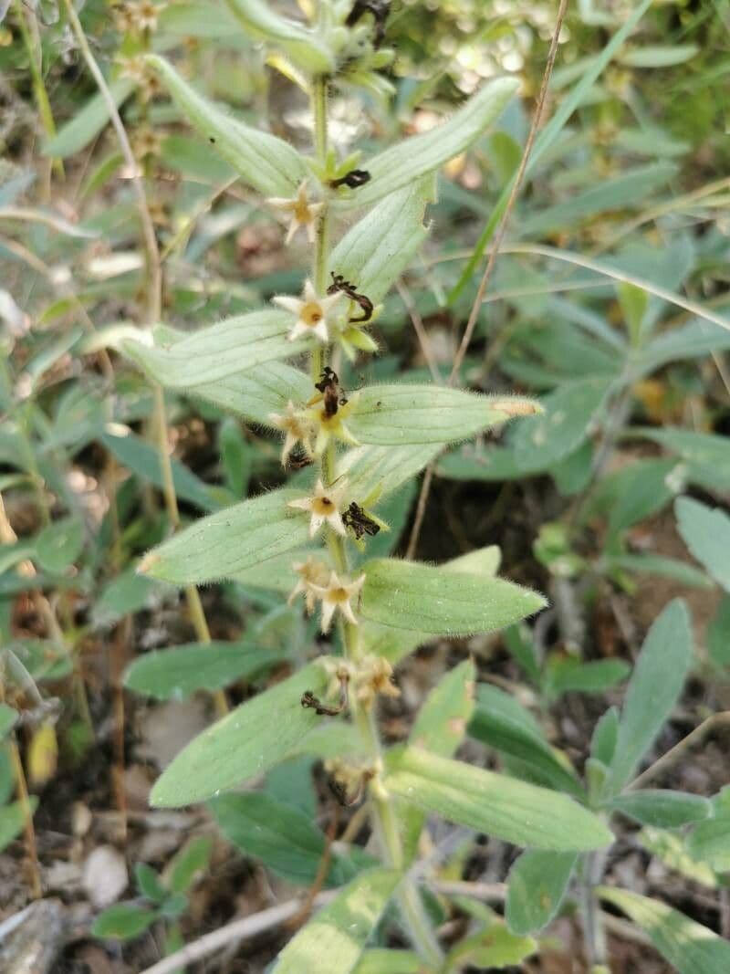 Ajuga 8